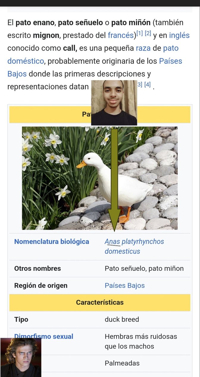 Anas referencia - meme