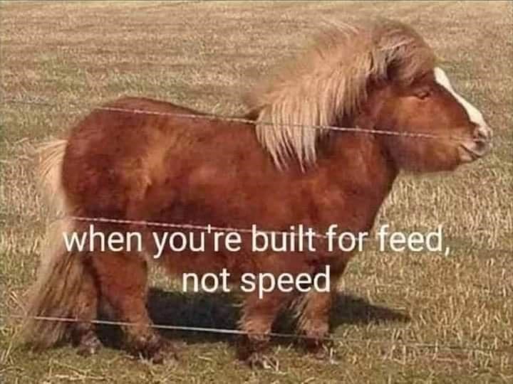 Smol horse - meme