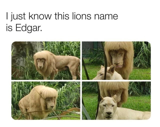 Edgar the lion - meme