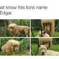 Edgar the lion