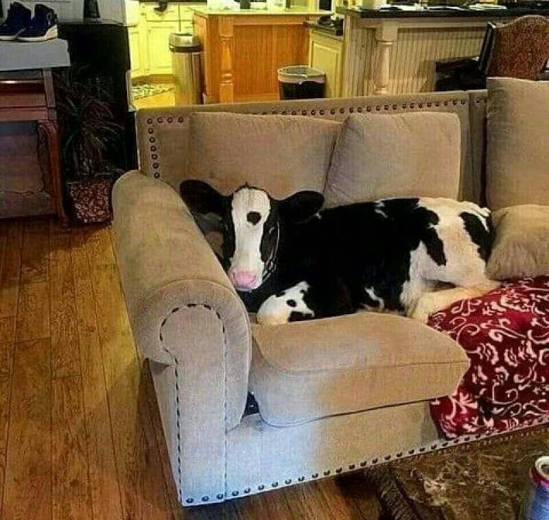 Oye aweonao esa perro no era un vaca - meme