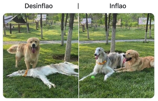 Perro desinflao - meme
