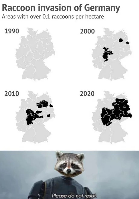 Raccoon invasion of Germany - meme