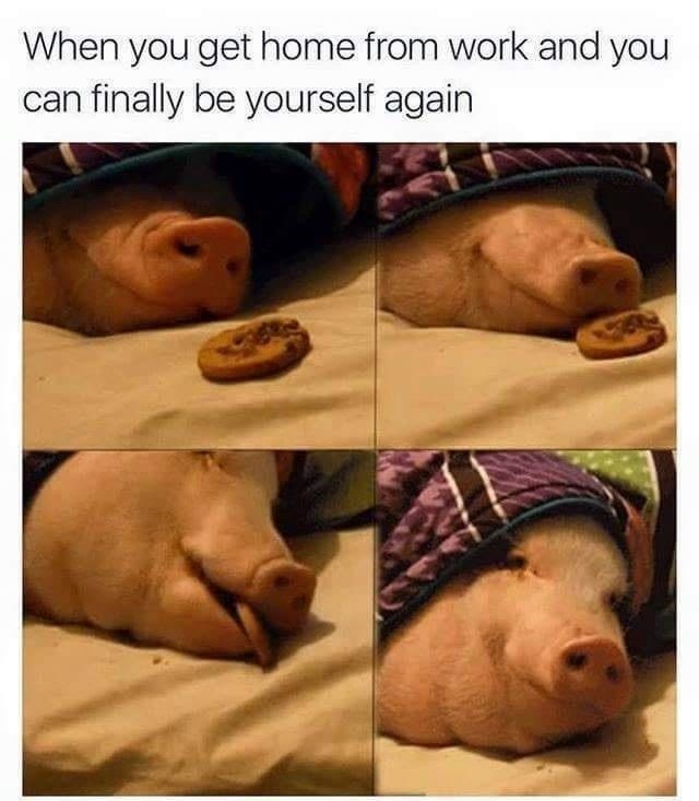 Oink - meme