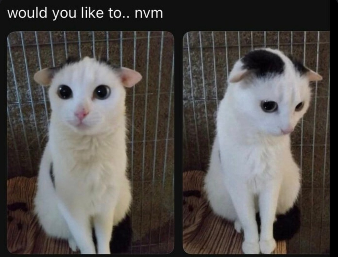 Would you like to… nah nevermind - meme