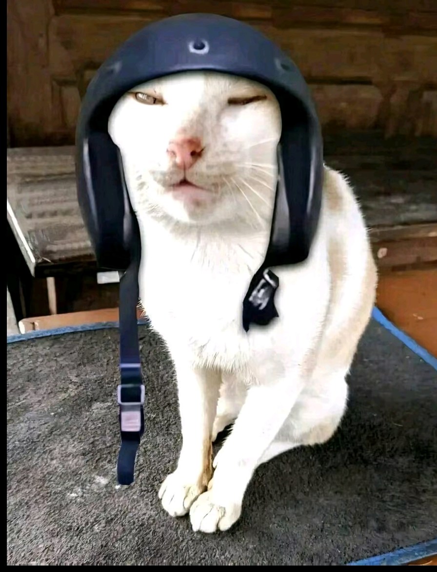 White cat - meme