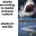 Sharks is good :>