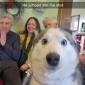 3rd one to comment is a husky