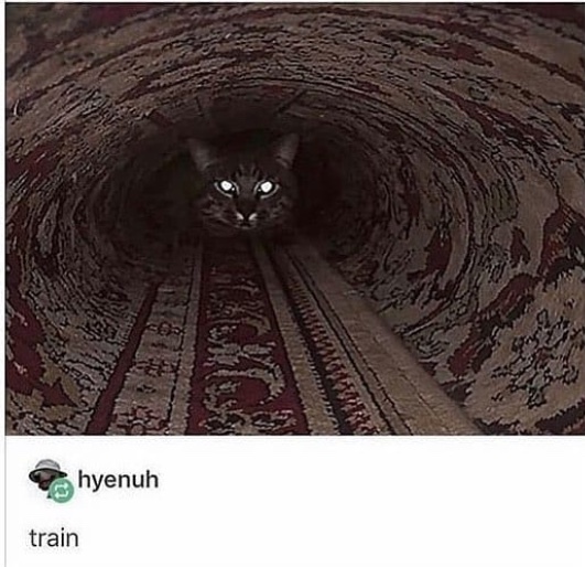 subway or cat? - meme