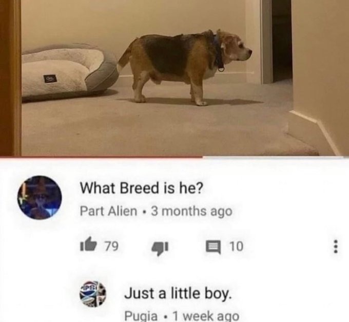 what breed is he? - meme