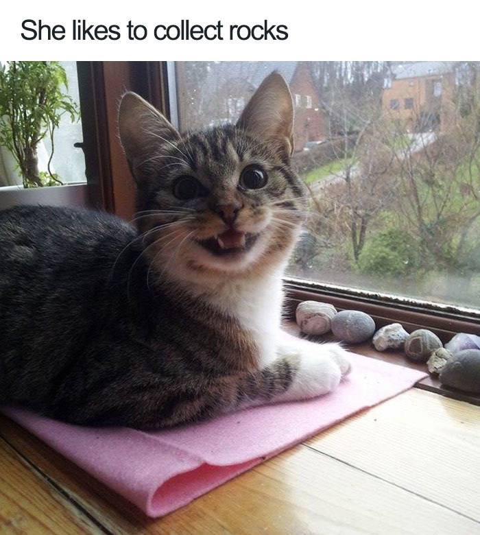 cat like rocks for some reason - meme