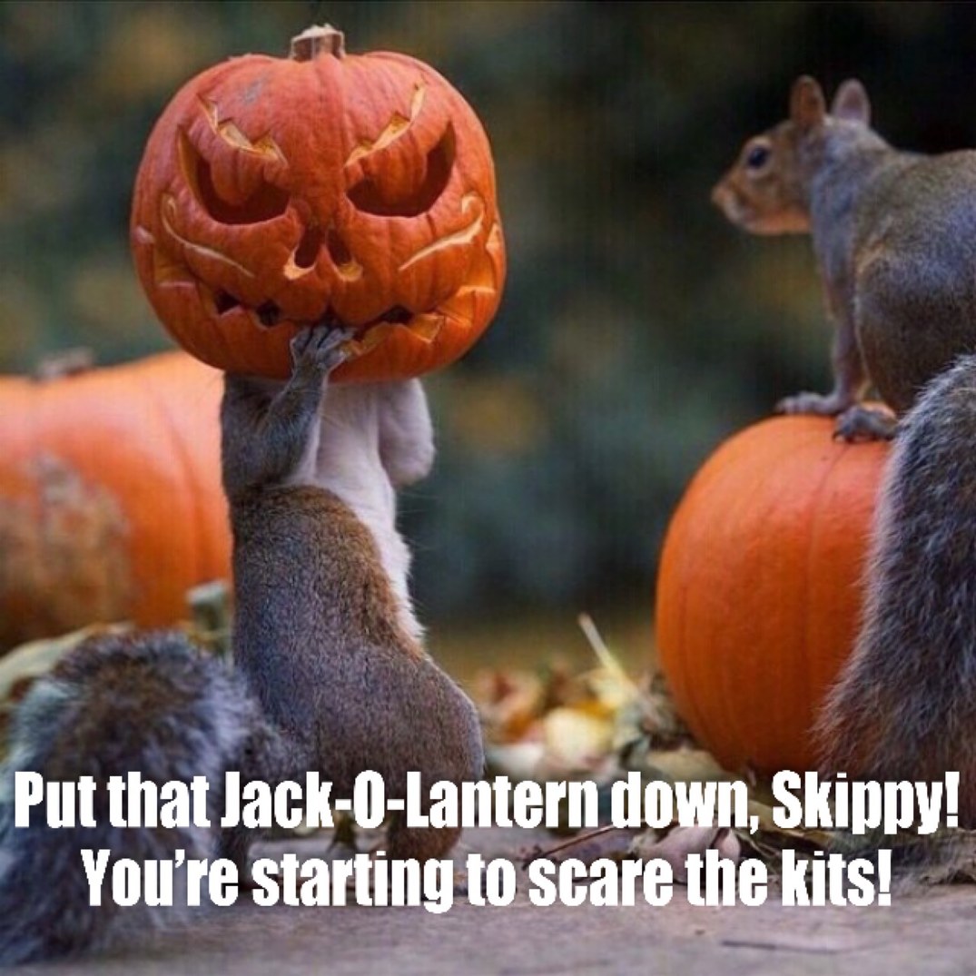 Early Halloween getting squirrels - meme