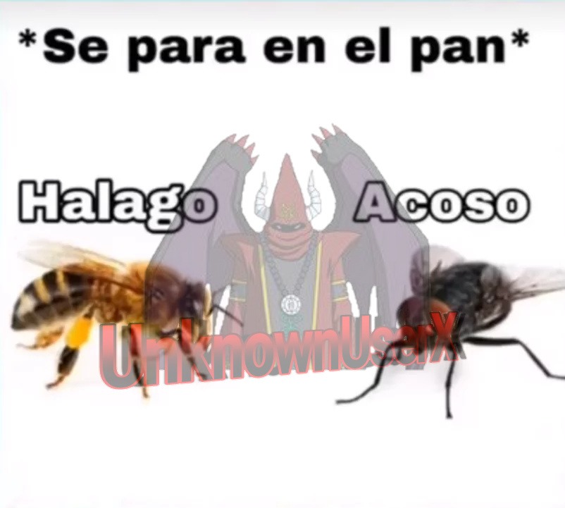When abeja god mosca bad - meme