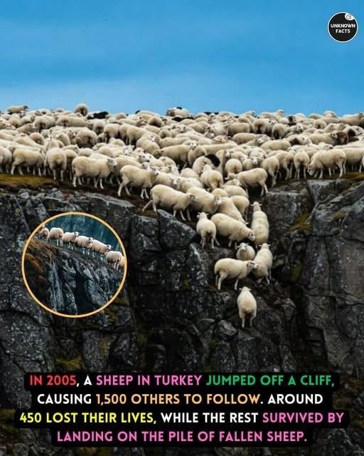 Turkey sheep cliff dive disaster 2005 - meme