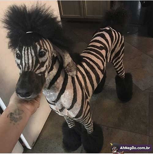 Zebra são legais - meme