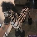 Zebra são legais