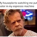 My houseplants watching me put water in my espresso machine