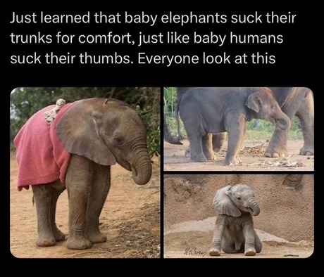 Baby elephants fun fact - meme