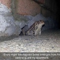 frog guard