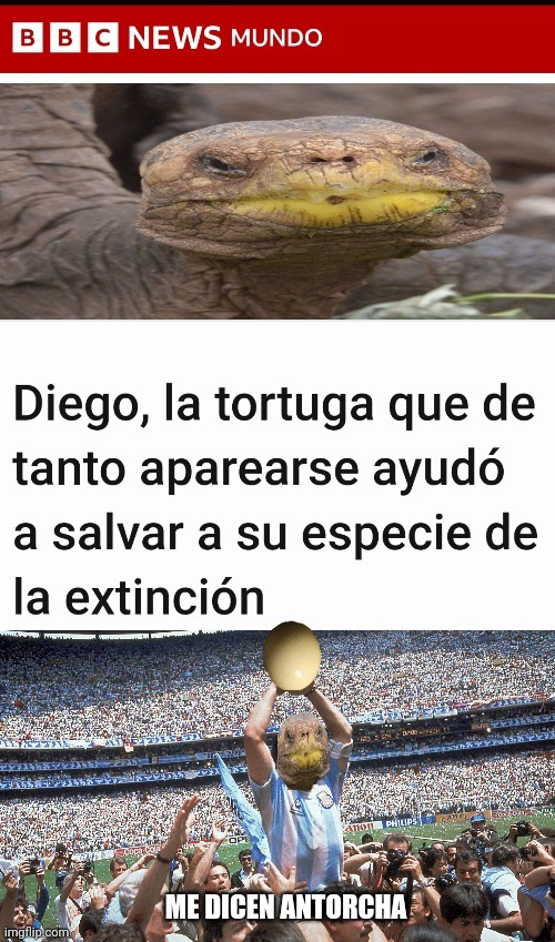 meme de la tortuga maradona