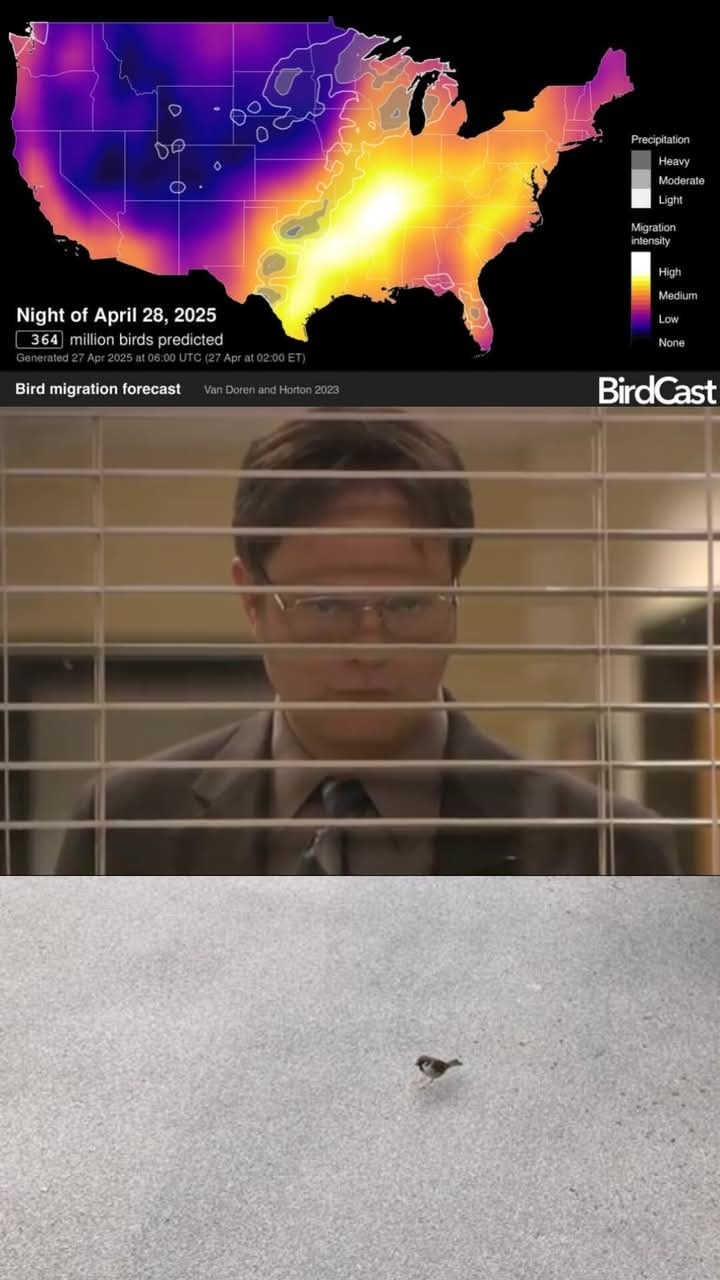Huge migration - meme