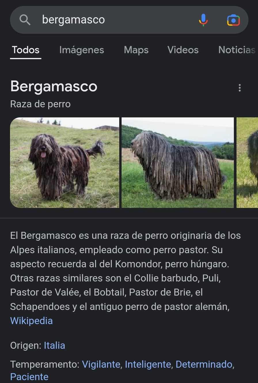 Bergamasco - meme