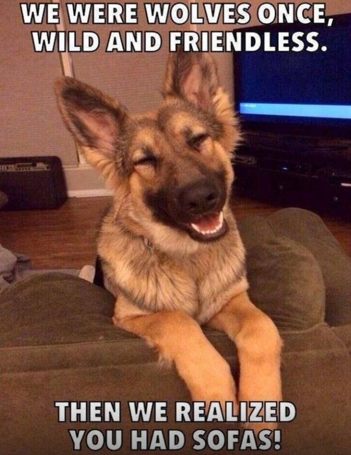 ﻿WE WERE WOLVES ONCE, WILD AND FRIENDLESS. THEN WE REALIZED YoU HAD SOFASQ