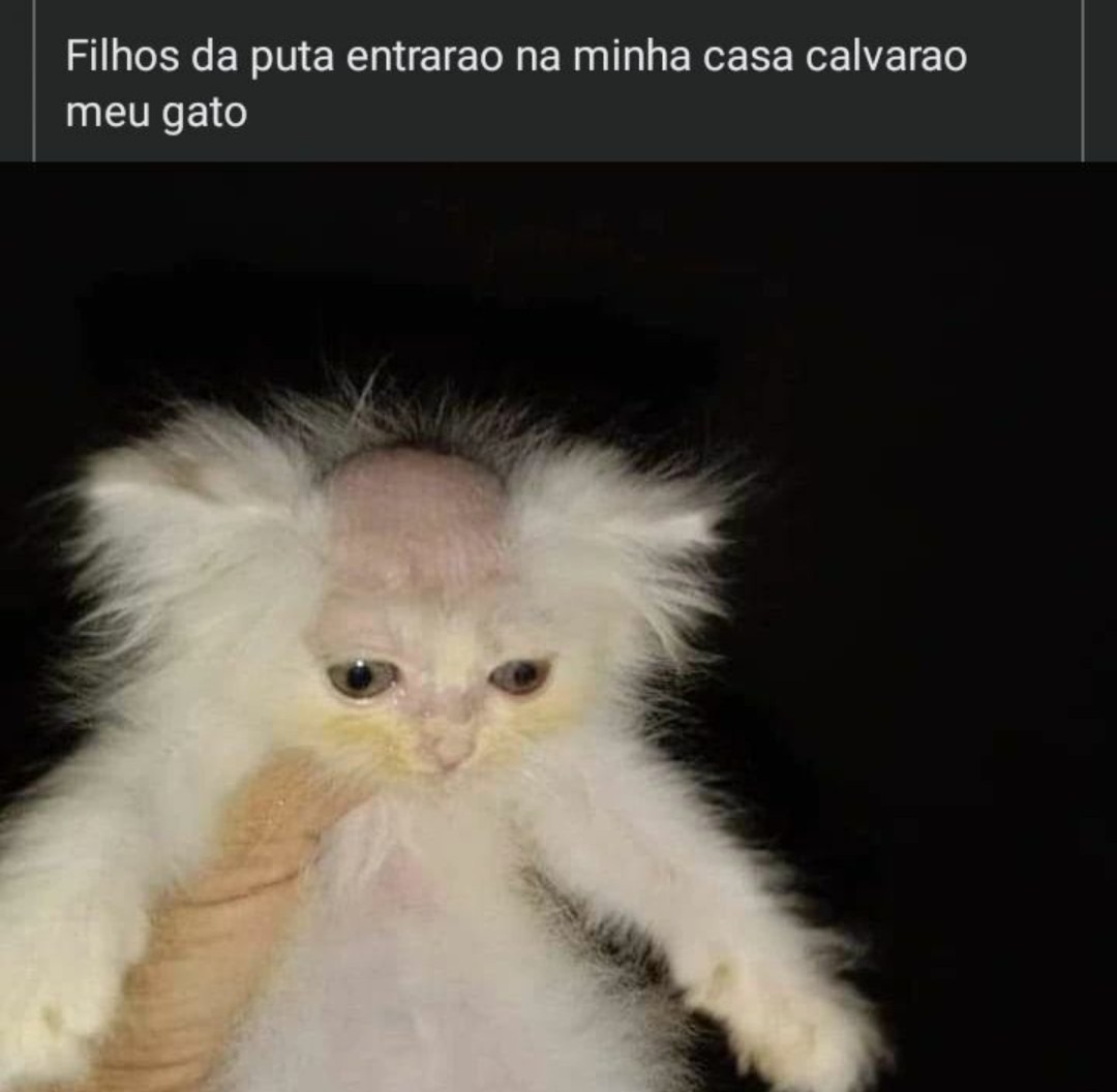 Gato do Matheus Sena - meme
