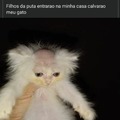 Gato do Matheus Sena