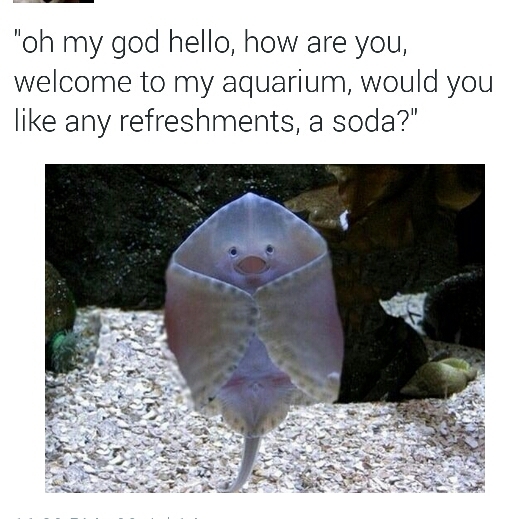 Polite Fish - meme
