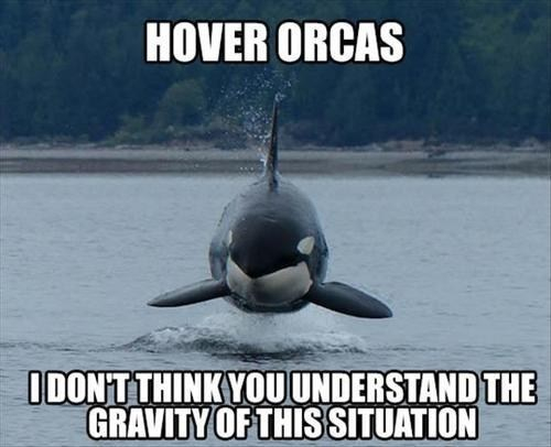 Those orcas ! - meme