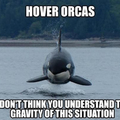 Those orcas !