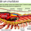 Anatomía de los crustáceos