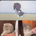 Tom and Jerry was rotoscoped