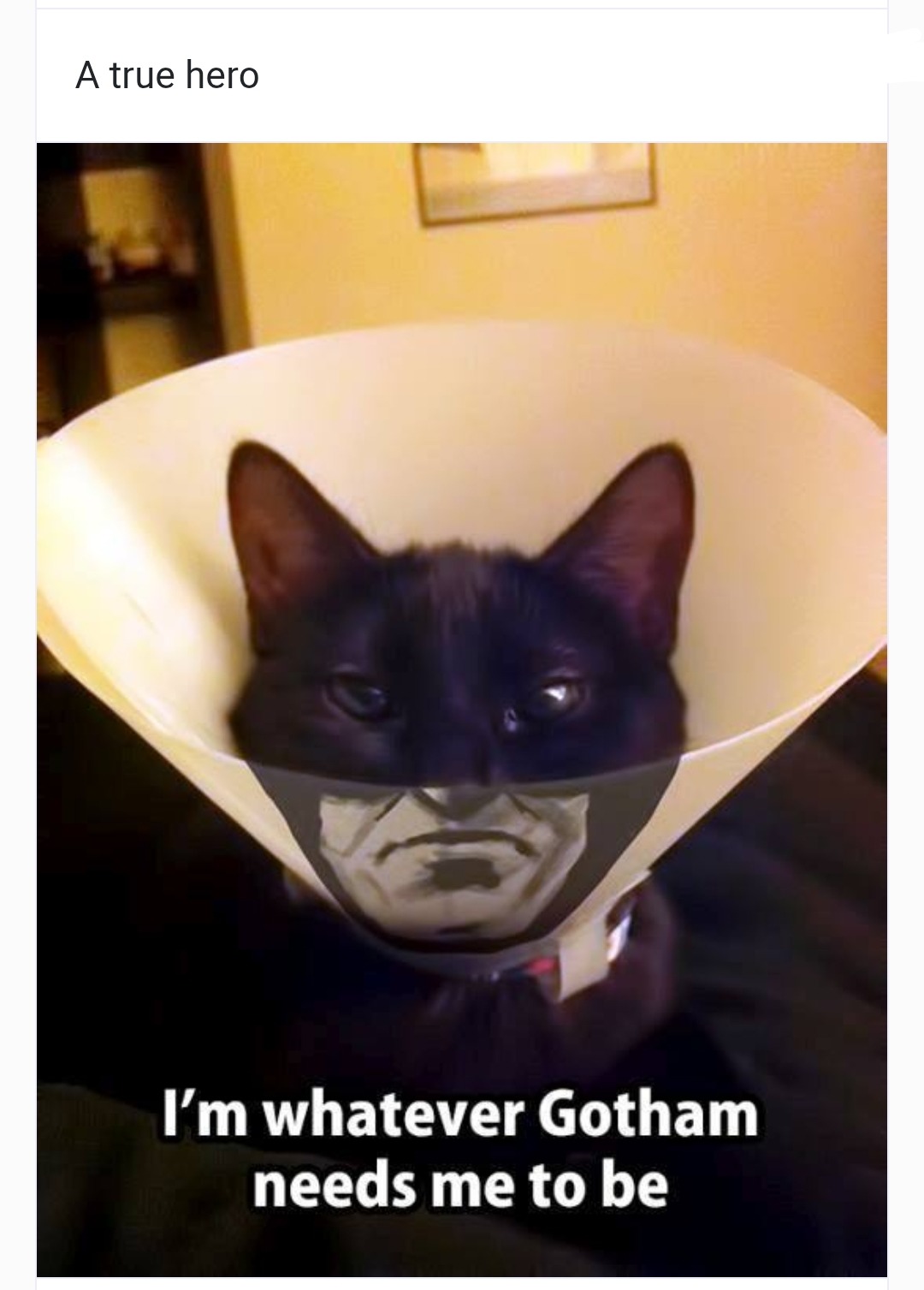 Black Friday Grumpy Cat Memes Funny Friday: Grumpy Cat — Author Ella