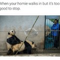 Sexual harrassment panda