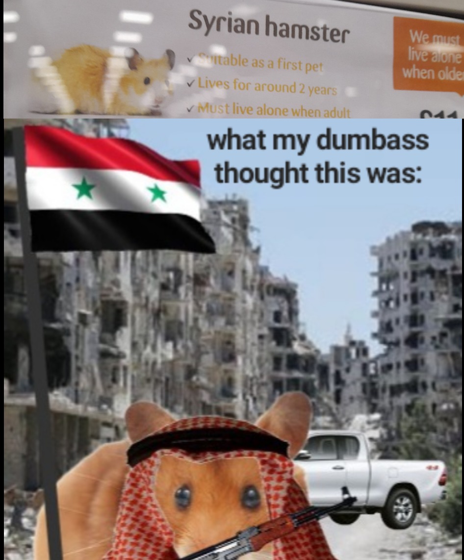 Syrian hamster - meme
