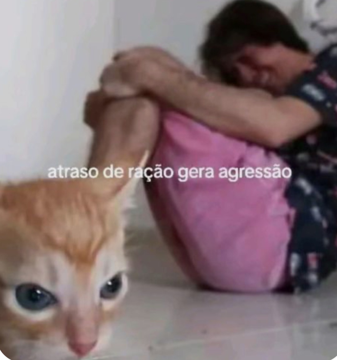 The best Gato memes :) Memedroid