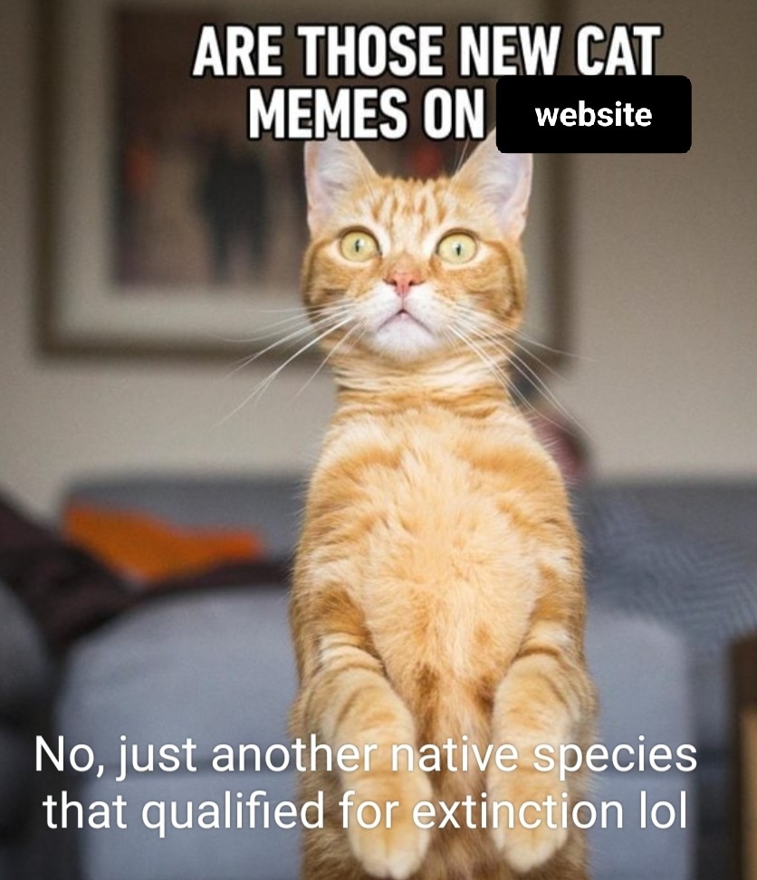 Cat meme