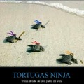 Tortugas niñas