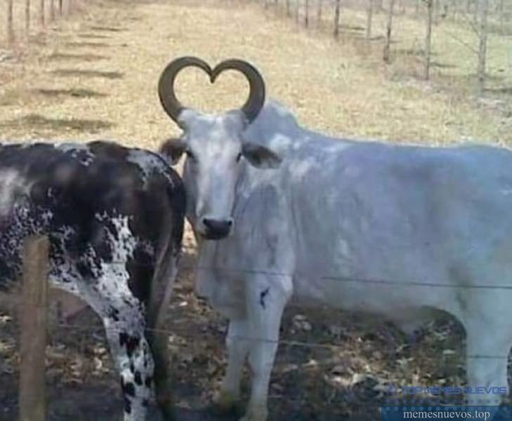 Amor - meme