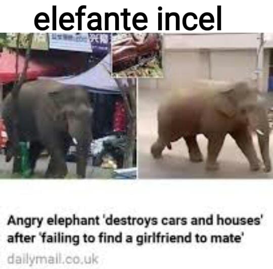 Traduccion: elefante rompe casas y autos luego de que una chica elefante lo rechazara - meme