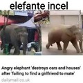 Traduccion: elefante rompe casas y autos luego de que una chica elefante lo rechazara