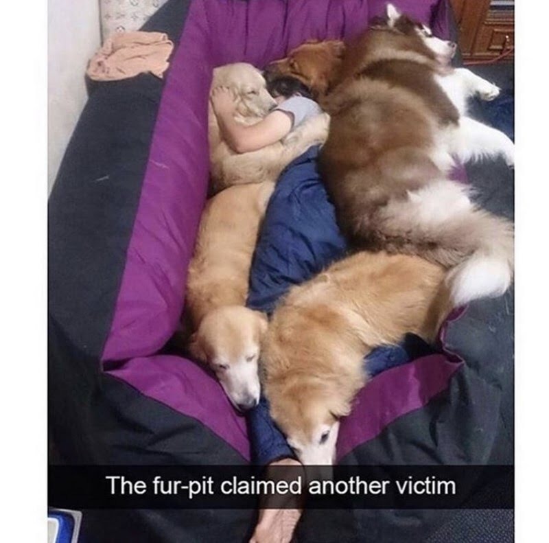 Puppy nap time - meme
