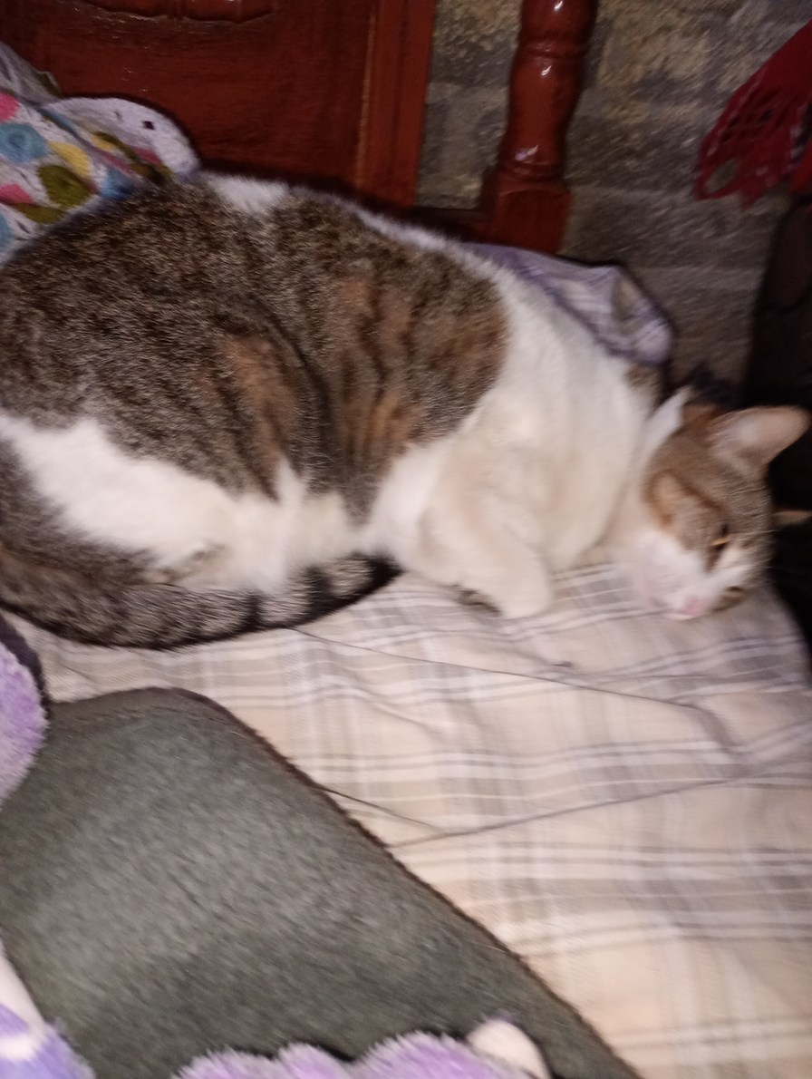 Mi gato gordo de pacotillas lo quiero mucho - meme