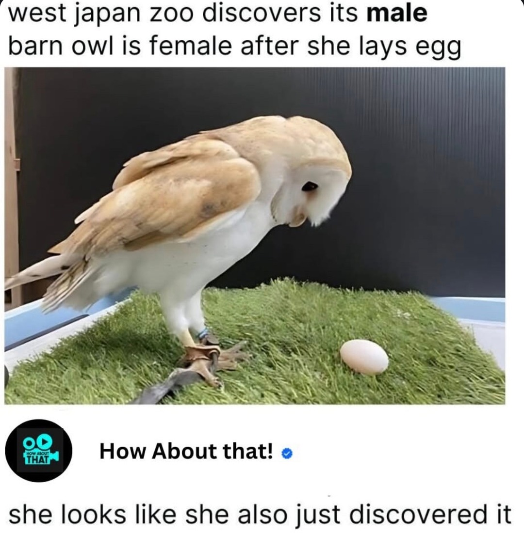 Zoo owl laid an egg and now everyone’s questioning reality, including her - meme