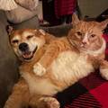 CatDog- the live action movie.