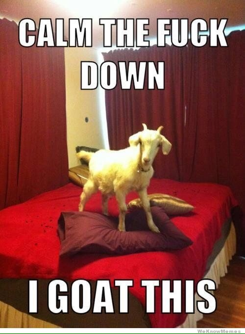 Calm the Goat down - meme