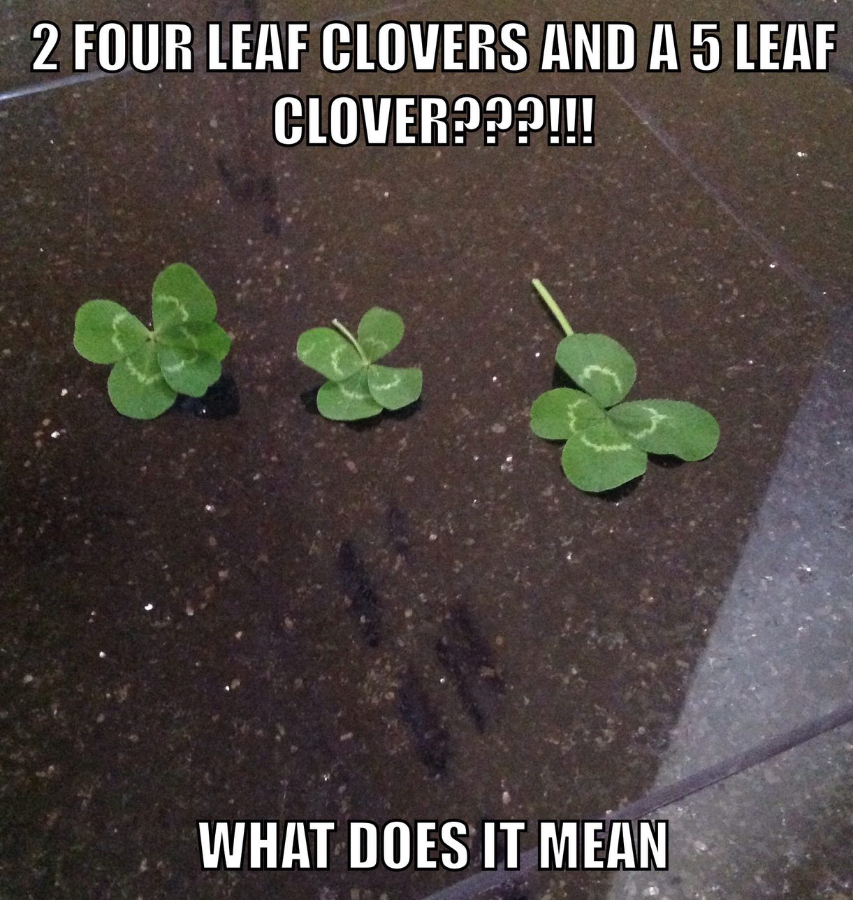 13 leaves - meme