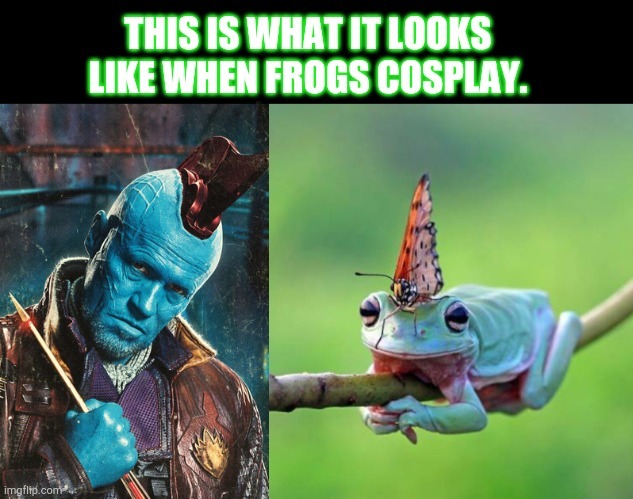 Poison Arrow Frog - meme